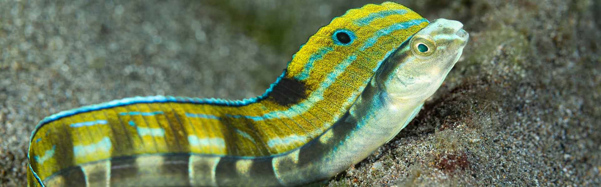 The Snakeblenny